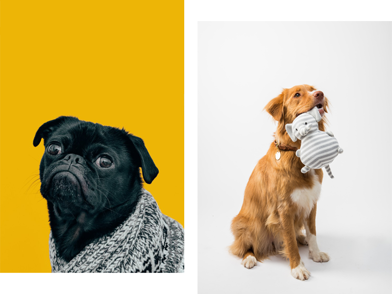 Happy dog's